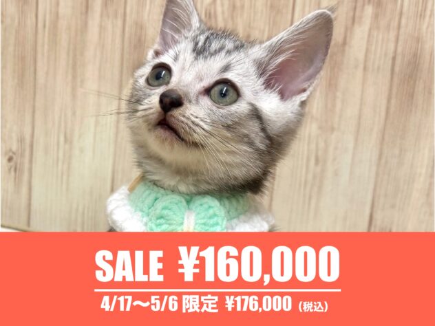 広島県のアメリカンショートヘアー (アミーゴ東深津店/2026年2月17日生まれ/男の子/シルバータビー)の子猫