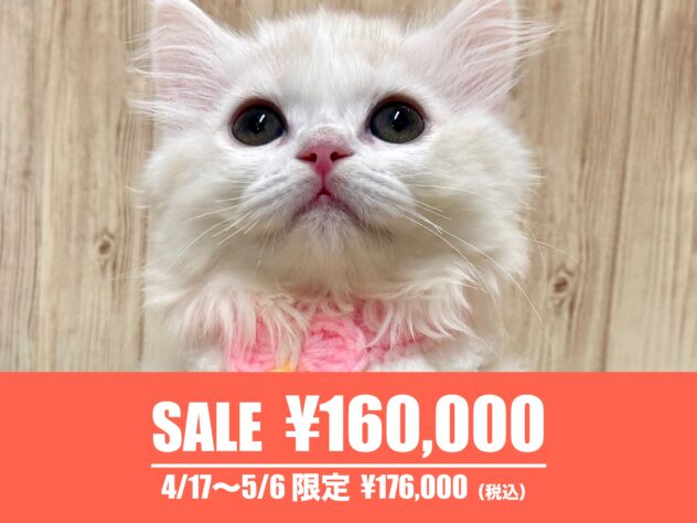 広島県のスコティッシュフォールド (アミーゴ東深津店/2026年2月15日生まれ/女の子/カメオタビーホワイト)の子猫