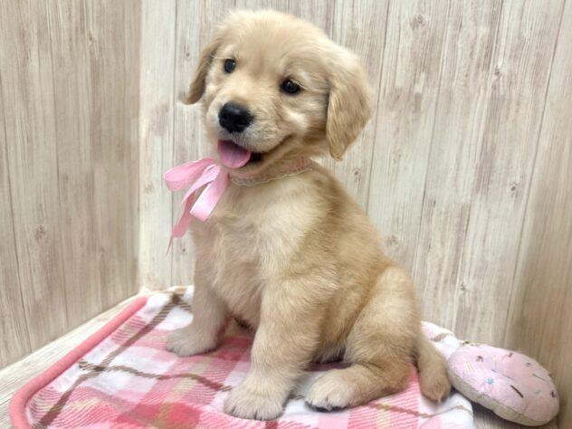 広島県のゴールデンレトリバー (アミーゴ東深津店/2026年2月19日生まれ/女の子/ゴールデン)の子犬の2枚目の画像