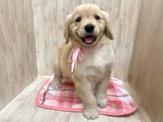 広島県のゴールデンレトリバー (アミーゴ東深津店/2026年2月19日生まれ/女の子/ゴールデン)の子犬の3枚目の画像