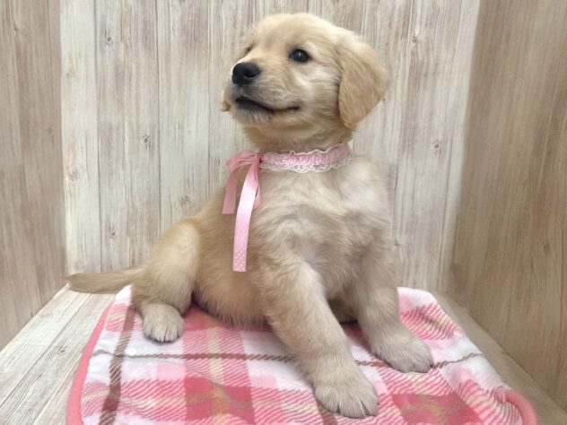 広島県のゴールデンレトリバー (アミーゴ東深津店/2026年2月19日生まれ/女の子/ゴールデン)の子犬の4枚目の画像