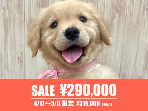 広島県のゴールデンレトリバー (アミーゴ東深津店/2026年2月19日生まれ/女の子/ゴールデン)の子犬の1枚目の画像