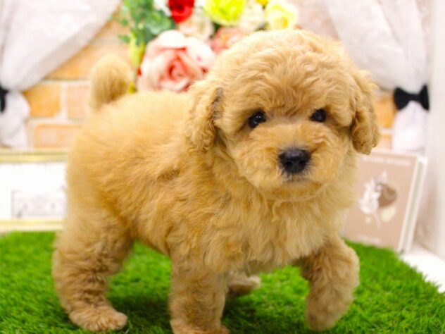 兵庫県のトイプードル(トイ) (ペット・プラザ アミーゴ三田店/2026年2月3日生まれ/女の子/オレンジフォーン)の子犬の2枚目の画像