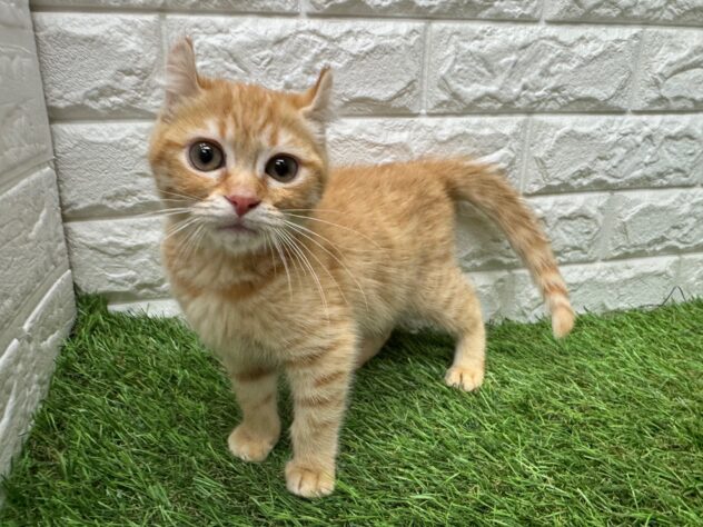 新潟県のアメリカンカール (アミーゴ新潟小新店/2026年1月25日生まれ/女の子/レッドタビー)の子猫