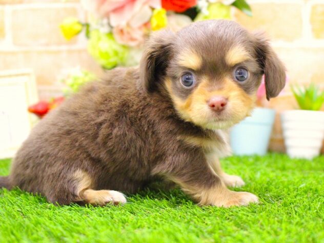 兵庫県のハーフ犬・ミックス犬 (ペット・プラザ アミーゴ三田店/2026年2月14日生まれ/男の子/チョコレートタン)の子犬の2枚目の画像