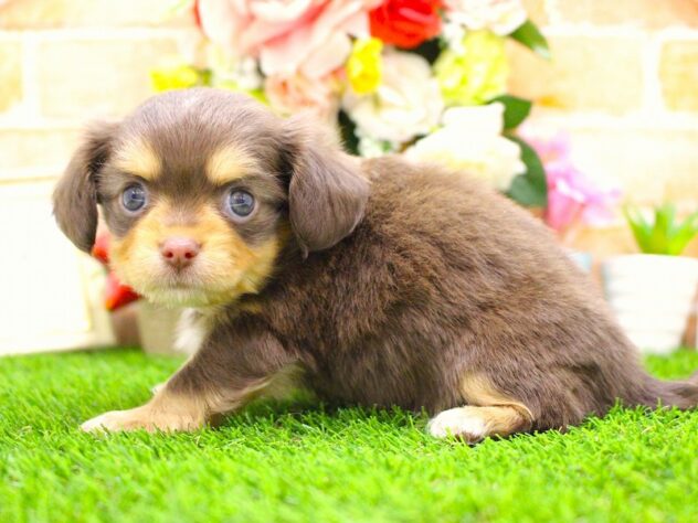 兵庫県のハーフ犬・ミックス犬 (ペット・プラザ アミーゴ三田店/2026年2月14日生まれ/男の子/チョコレートタン)の子犬の3枚目の画像
