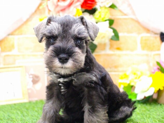 兵庫県のミニチュアシュナウザー (ペット・プラザ アミーゴ三田店/2026年2月18日生まれ/男の子/ソルトペッパー)の子犬の3枚目の画像