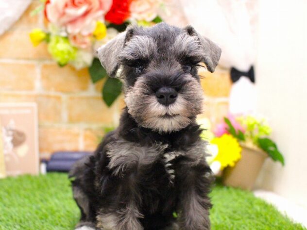 兵庫県のミニチュアシュナウザー (ペット・プラザ アミーゴ三田店/2026年2月18日生まれ/男の子/ソルトペッパー)の子犬の2枚目の画像