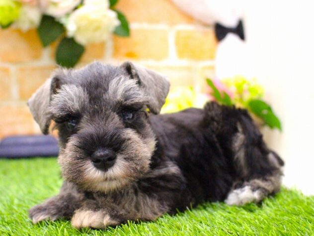 兵庫県のミニチュアシュナウザー (ペット・プラザ アミーゴ三田店/2026年2月18日生まれ/男の子/ソルトペッパー)の子犬の4枚目の画像