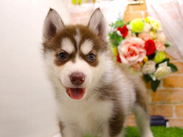 兵庫県のシベリアンハスキー (ペット・プラザ アミーゴつかしん店/2026年2月16日生まれ/男の子/チョコレートホワイト)の子犬の2枚目の画像