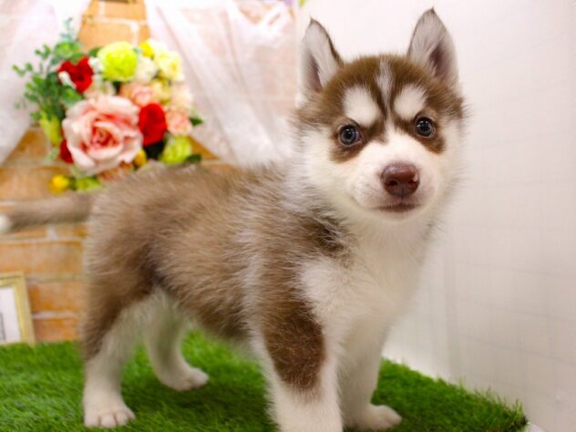 兵庫県のシベリアンハスキー (ペット・プラザ アミーゴつかしん店/2026年2月16日生まれ/男の子/チョコレートホワイト)の子犬の1枚目の画像