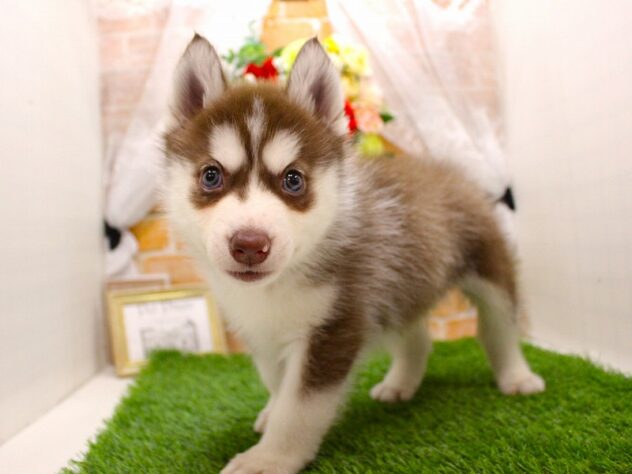 兵庫県のシベリアンハスキー (ペット・プラザ アミーゴつかしん店/2026年2月16日生まれ/男の子/チョコレートホワイト)の子犬の3枚目の画像