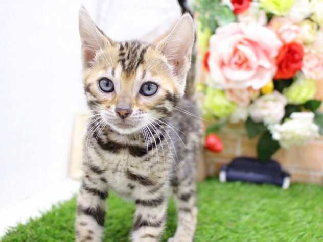 兵庫県のベンガル (ペット・プラザ アミーゴ三田店/2026年2月22日生まれ/女の子/ブラウンスポットタビー)の子猫の3枚目の画像