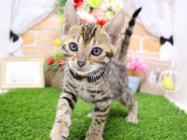 兵庫県のベンガル (ペット・プラザ アミーゴ三田店/2026年2月22日生まれ/女の子/ブラウンスポットタビー)の子猫の2枚目の画像