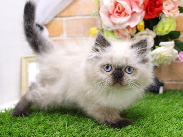 兵庫県のヒマラヤン (ペット・プラザ アミーゴ三田店/2026年2月20日生まれ/女の子/シールポイント)の子猫の2枚目の画像