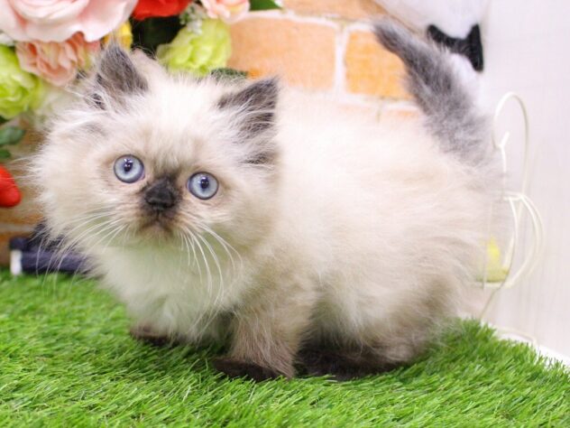 兵庫県のヒマラヤン (ペット・プラザ アミーゴ三田店/2026年2月20日生まれ/女の子/シールポイント)の子猫の3枚目の画像