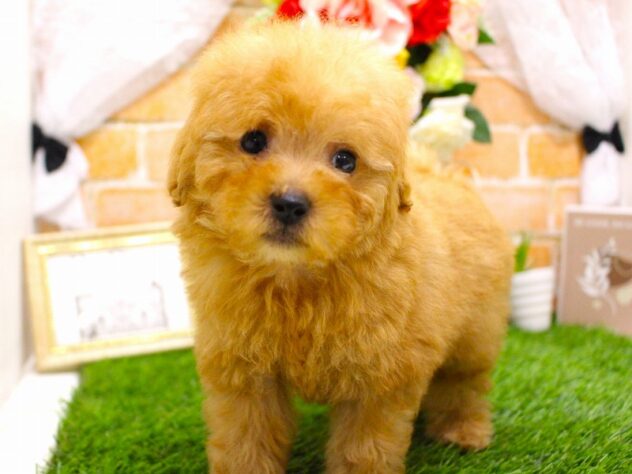 兵庫県のトイプードル(トイ) (ペット・プラザ アミーゴ三田店/2026年2月26日生まれ/男の子/オレンジフォーン)の子犬の3枚目の画像