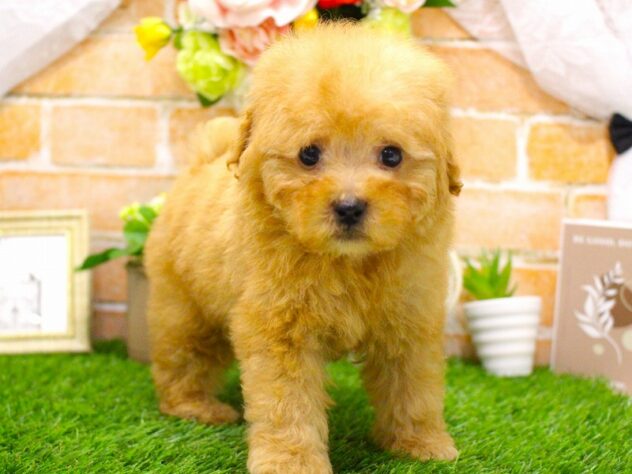 兵庫県のトイプードル(トイ) (ペット・プラザ アミーゴ三田店/2026年2月26日生まれ/男の子/オレンジフォーン)の子犬の2枚目の画像