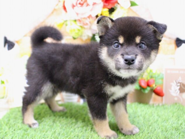 兵庫県の柴犬(標準サイズ) (ペット・プラザ アミーゴ三田店/2026年3月1日生まれ/男の子/黒)の子犬の2枚目の画像