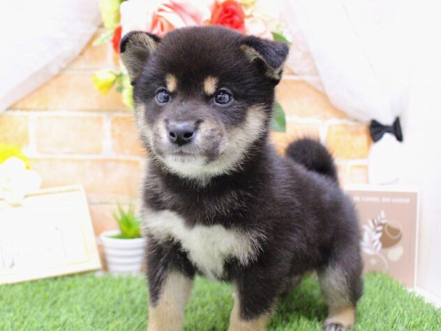 兵庫県の柴犬(標準サイズ) (ペット・プラザ アミーゴ三田店/2026年3月1日生まれ/男の子/黒)の子犬の3枚目の画像