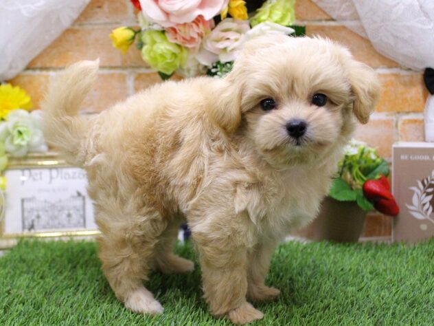 兵庫県のハーフ犬・ミックス犬 (ペット・プラザ アミーゴ三田店/2026年3月1日生まれ/男の子/クリーム)の子犬の3枚目の画像