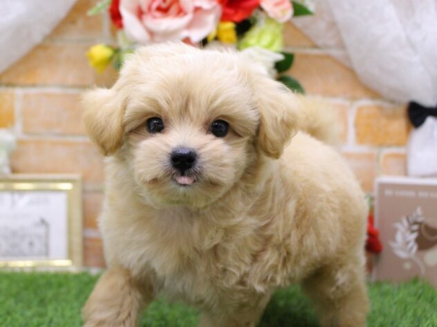 兵庫県のハーフ犬・ミックス犬 (ペット・プラザ アミーゴ三田店/2026年3月1日生まれ/男の子/クリーム)の子犬の4枚目の画像