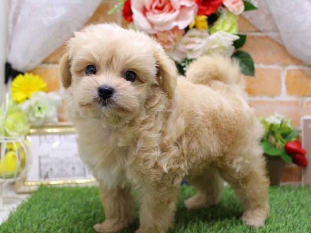 兵庫県のハーフ犬・ミックス犬 (ペット・プラザ アミーゴ三田店/2026年3月1日生まれ/男の子/クリーム)の子犬の2枚目の画像