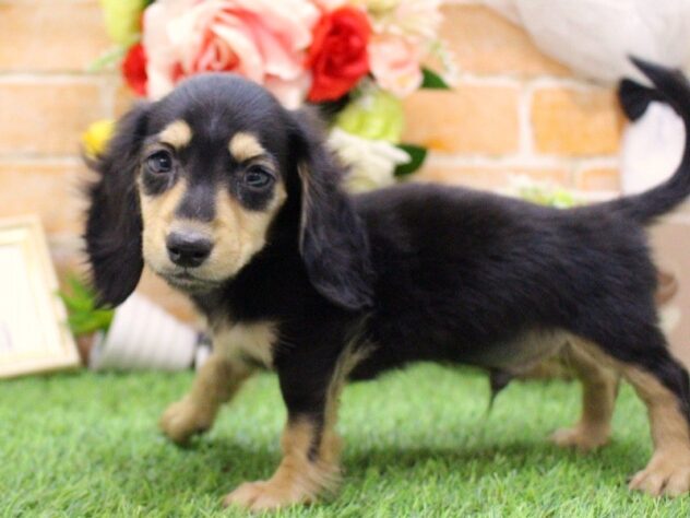 兵庫県のミニチュアダックスフンド(ロング) (ペット・プラザ アミーゴ三田店/2026年2月27日生まれ/男の子/ブラックタン)の子犬の3枚目の画像