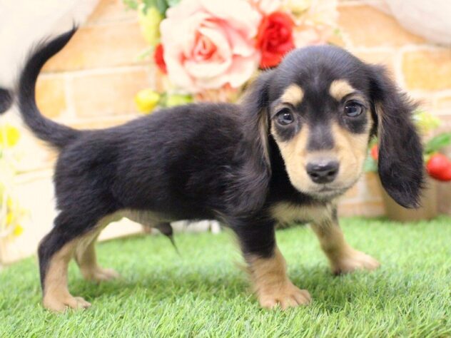 兵庫県のミニチュアダックスフンド(ロング) (ペット・プラザ アミーゴ三田店/2026年2月27日生まれ/男の子/ブラックタン)の子犬の2枚目の画像