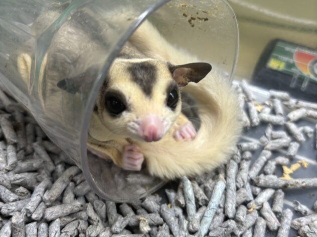 フクロモモンガ　小動物　オーダーページ フクロモモンガ モザイク | ペットワールド アミーゴ