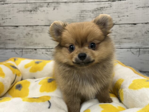 広島県のハーフ犬・ミックス犬 (アミーゴ多治米店/2026年2月10日生まれ/男の子/オレンジ)の子犬の1枚目の画像