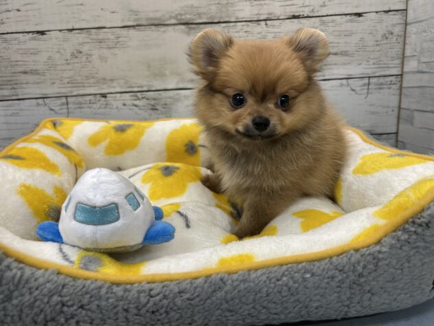 広島県のハーフ犬・ミックス犬 (アミーゴ多治米店/2026年2月10日生まれ/男の子/オレンジ)の子犬の2枚目の画像