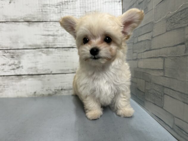 広島県のハーフ犬・ミックス犬 (アミーゴ多治米店/2026年2月24日生まれ/男の子/クリーム)の子犬