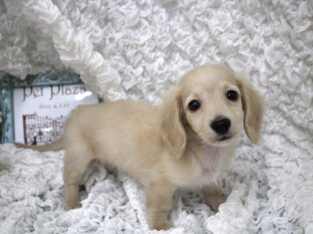 兵庫県のミニチュアダックスフンド(ロング) (ペット・プラザ アミーゴ尼崎昭和通店/2026年2月15日生まれ/男の子/イエロー)の子犬の1枚目の画像