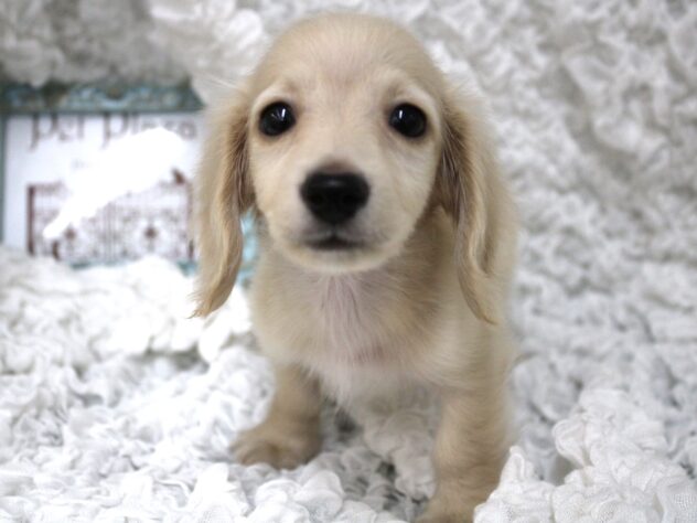 兵庫県のミニチュアダックスフンド(ロング) (ペット・プラザ アミーゴ尼崎昭和通店/2026年2月15日生まれ/男の子/イエロー)の子犬の2枚目の画像