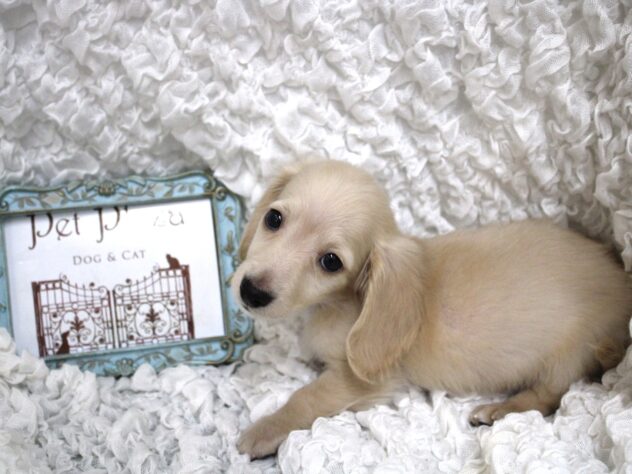 兵庫県のミニチュアダックスフンド(ロング) (ペット・プラザ アミーゴ尼崎昭和通店/2026年2月15日生まれ/男の子/イエロー)の子犬の3枚目の画像