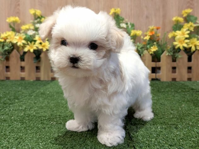 兵庫県のマルチーズ (アミーゴ伊丹店/2026年2月12日生まれ/男の子/ホワイト)の子犬の2枚目の画像