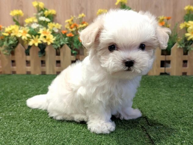 兵庫県のマルチーズ (アミーゴ伊丹店/2026年2月12日生まれ/男の子/ホワイト)の子犬の1枚目の画像