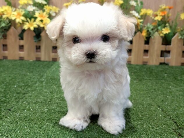 兵庫県のマルチーズ (アミーゴ伊丹店/2026年2月12日生まれ/男の子/ホワイト)の子犬の3枚目の画像