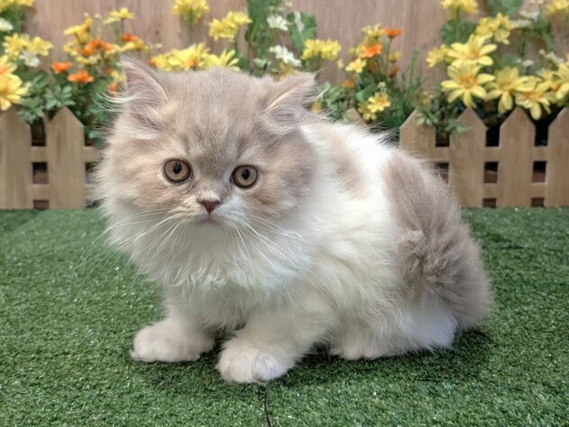 兵庫県のスコティッシュフォールド (アミーゴ伊丹店/2026年1月24日生まれ/男の子/ライラックホワイト)の子猫の2枚目の画像