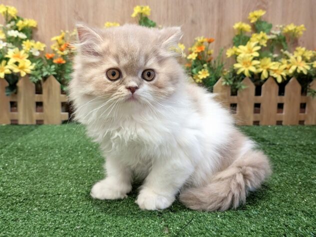 兵庫県のスコティッシュフォールド (アミーゴ伊丹店/2026年1月24日生まれ/男の子/ライラックホワイト)の子猫の1枚目の画像
