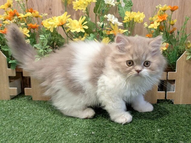 兵庫県のスコティッシュフォールド (アミーゴ伊丹店/2026年1月24日生まれ/男の子/ライラックホワイト)の子猫の3枚目の画像