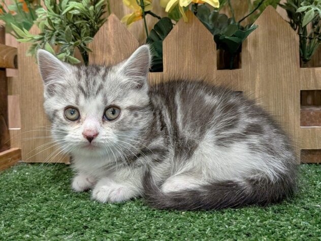 兵庫県のマンチカン (アミーゴ伊丹店/2026年2月10日生まれ/男の子/シルバータビーホワイト)の子猫の3枚目の画像