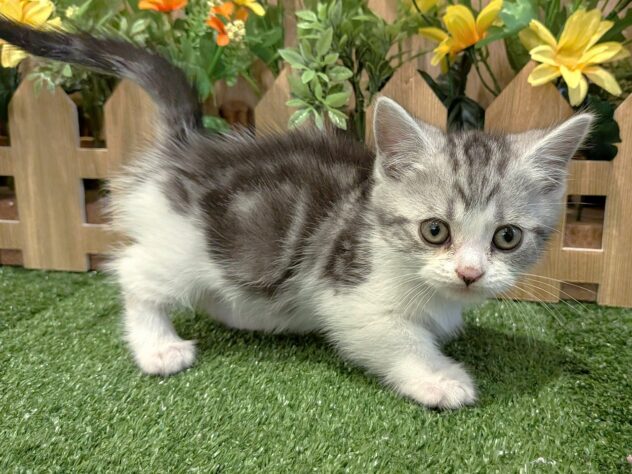 兵庫県のマンチカン (アミーゴ伊丹店/2026年2月10日生まれ/男の子/シルバータビーホワイト)の子猫の2枚目の画像