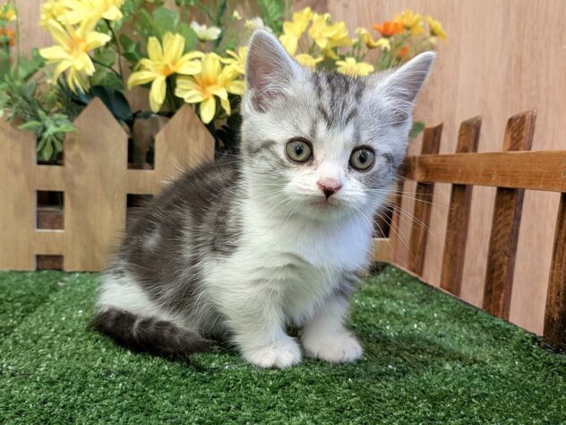 兵庫県のマンチカン (アミーゴ伊丹店/2026年2月10日生まれ/男の子/シルバータビーホワイト)の子猫の1枚目の画像