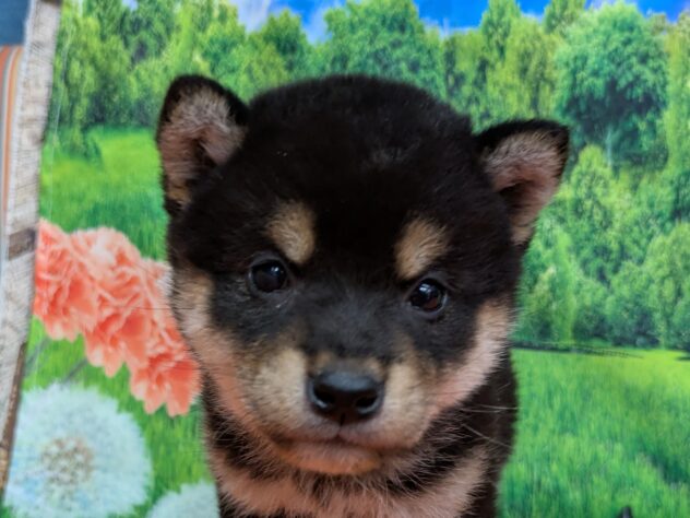 和歌山県の柴犬(標準サイズ) (アミーゴ和歌山太田店/2026年2月23日生まれ/女の子/黒)の子犬