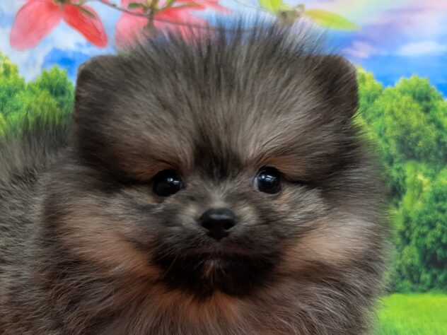 和歌山県のポメラニアン (アミーゴ和歌山太田店/2026年2月22日生まれ/男の子/ウルフセーブル)の子犬