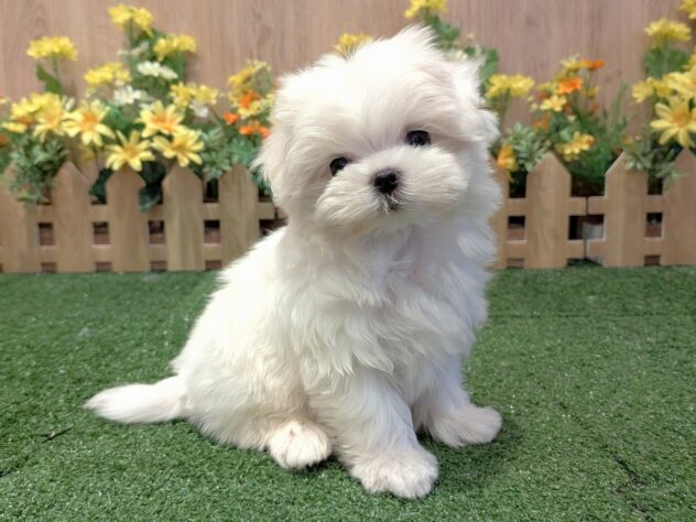 兵庫県のマルチーズ (アミーゴ伊丹店/2026年2月22日生まれ/女の子/ホワイト)の子犬の1枚目の画像