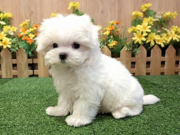 兵庫県のマルチーズ (アミーゴ伊丹店/2026年2月22日生まれ/女の子/ホワイト)の子犬の2枚目の画像