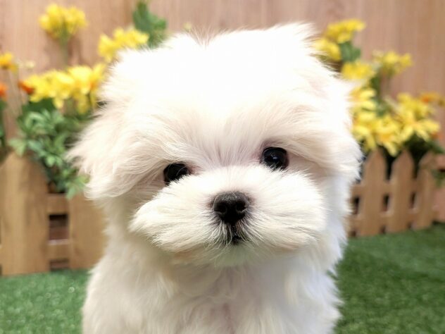 兵庫県のマルチーズ (アミーゴ伊丹店/2026年2月22日生まれ/女の子/ホワイト)の子犬の4枚目の画像